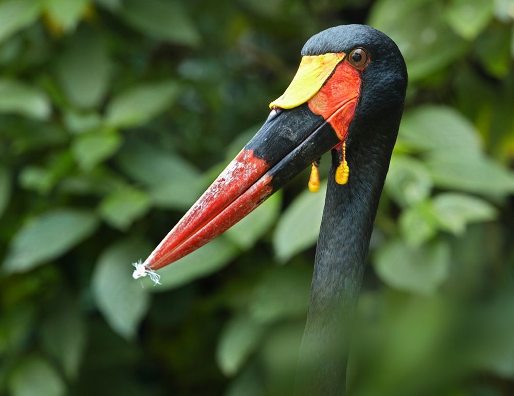 Saddle-billed Stork-Kenya IV art print by Tim Fitzharris for $57.95 CAD
