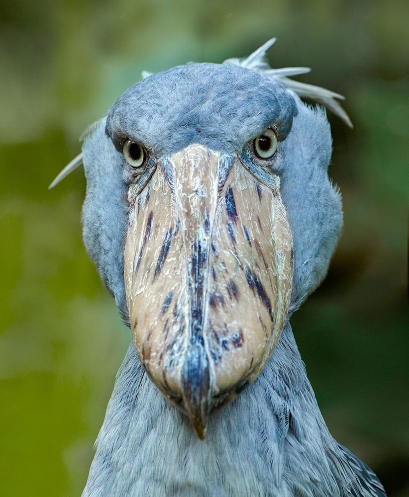 Shoe-billed Stork I art print by Tim Fitzharris for $57.95 CAD