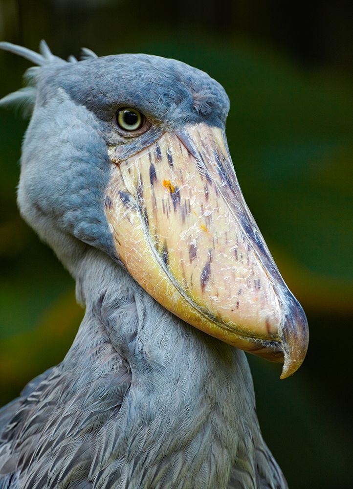 Shoe-billed Stork II art print by Tim Fitzharris for $57.95 CAD