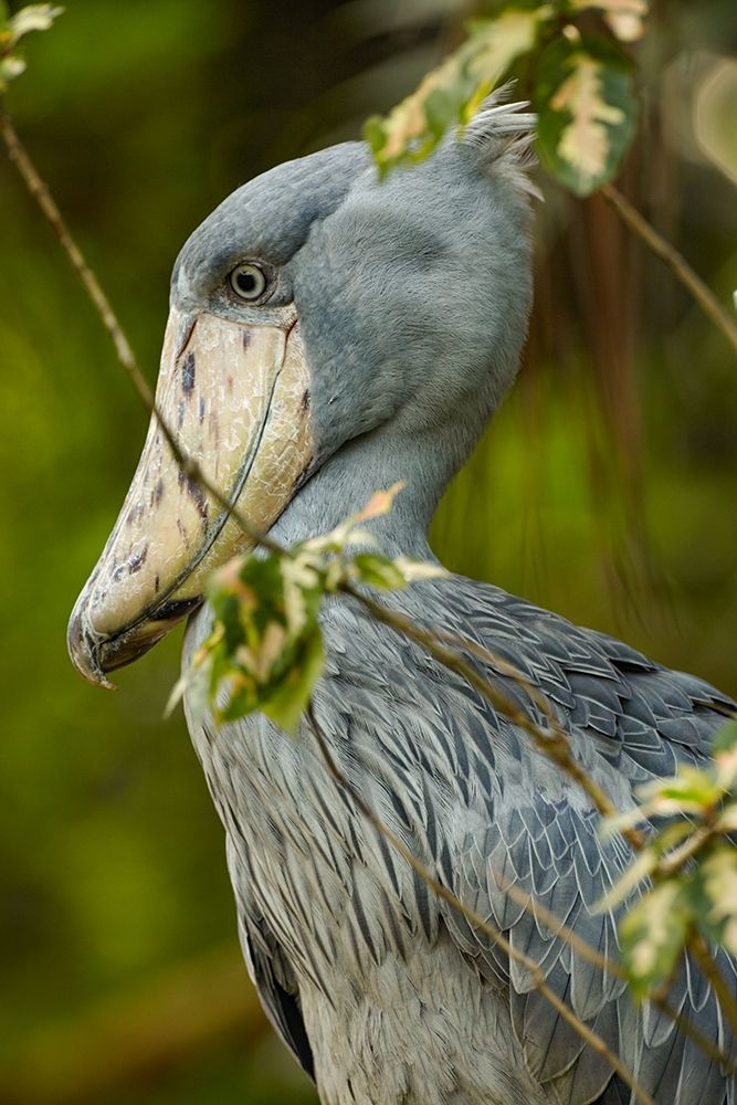Shoe-billed Stork IV art print by Tim Fitzharris for $57.95 CAD