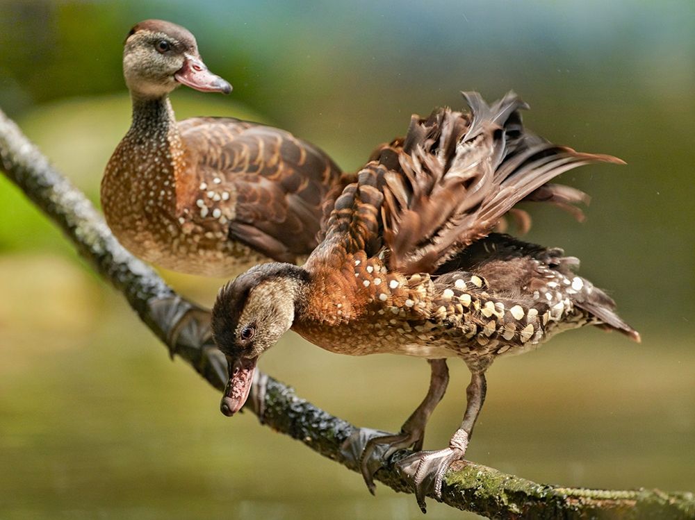 White Spotted Tree Ducks art print by Tim Fitzharris for $57.95 CAD