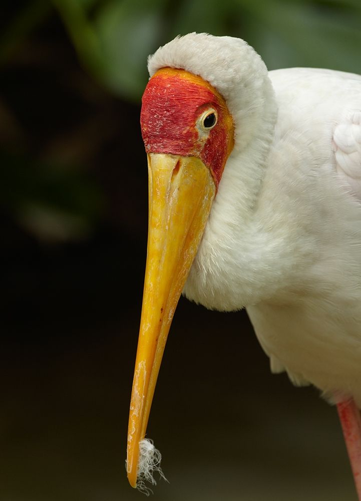 Yellow-billed Stork art print by Tim Fitzharris for $57.95 CAD