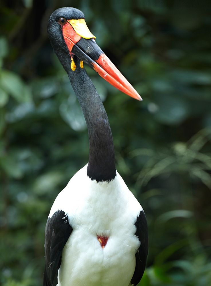 Saddle-billed Stork-Kenya art print by Tim Fitzharris for $57.95 CAD