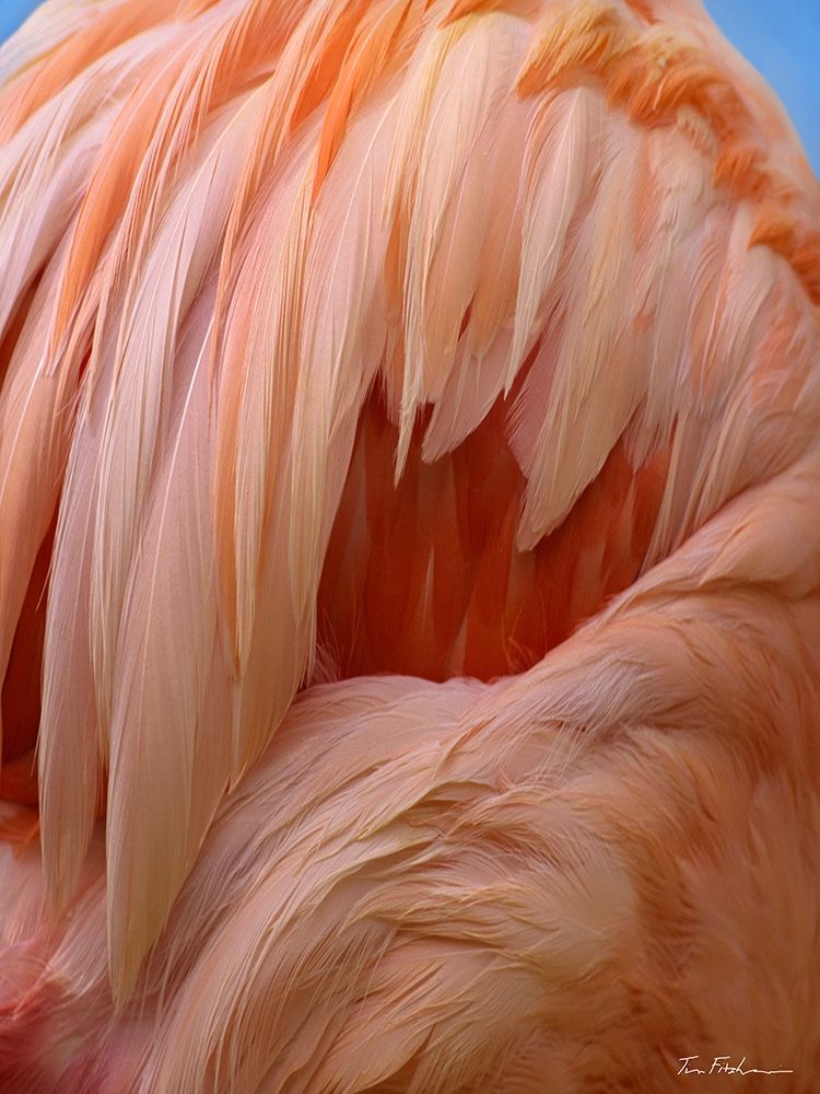 Caribbean Greater Flamingo Close-up of Back art print by Tim Fitzharris for $57.95 CAD
