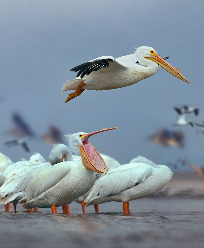 White Pelicans at Bolivar Flats-Texas art print by Tim Fitzharris for $57.95 CAD