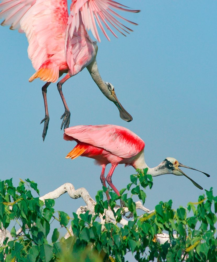 Roseate Spoonbills-HIgh Island-Texas USA art print by Tim Fitzharris for $57.95 CAD