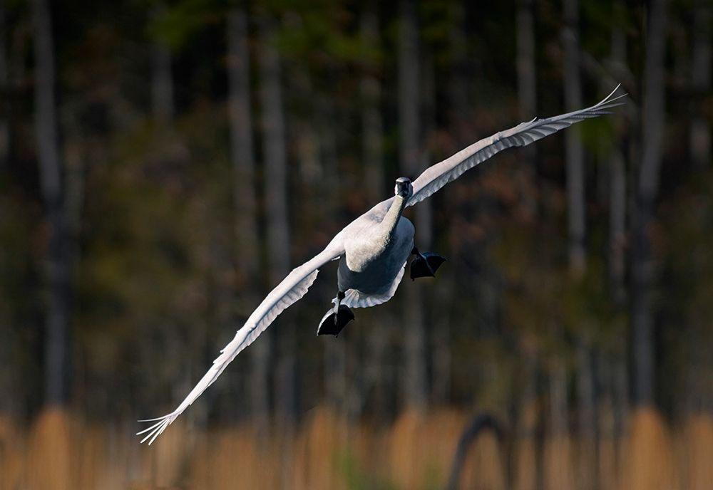 Trumpeter Swan-Arkansas I art print by Tim Fitzharris for $57.95 CAD