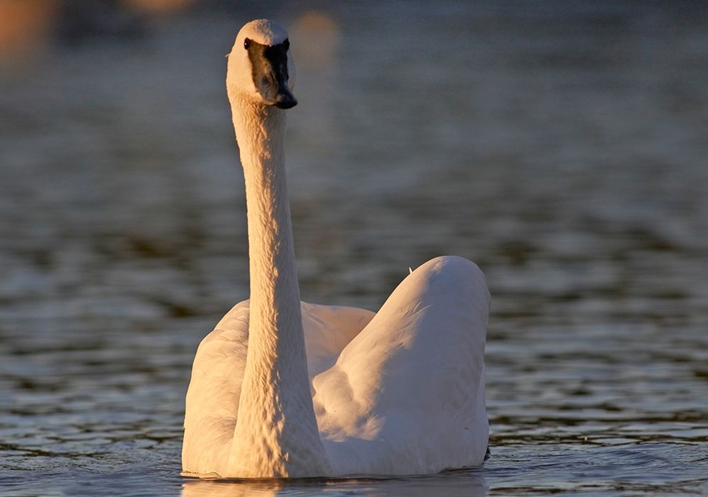 Trumpeter Swan-Arkansas II art print by Tim Fitzharris for $57.95 CAD