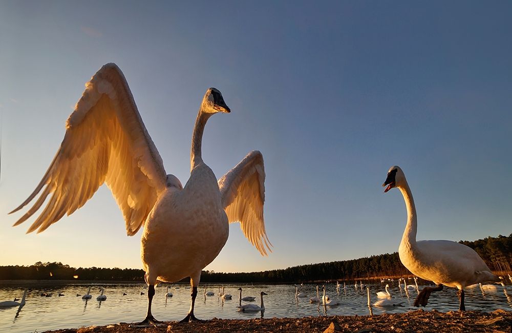 Trumpeter Swan-Arkansas III art print by Tim Fitzharris for $57.95 CAD