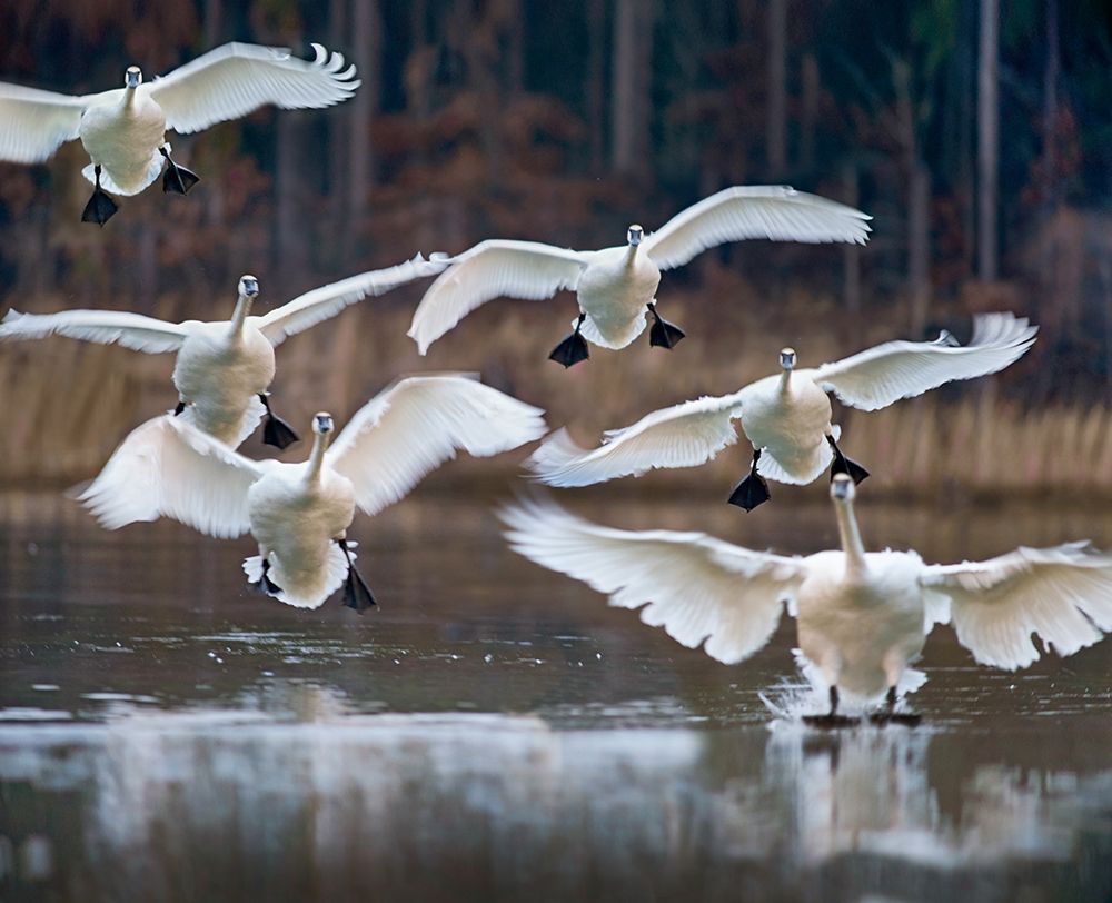 Trumpeter Swans Landing on Magness Lake-Arkansas I art print by Tim Fitzharris for $57.95 CAD