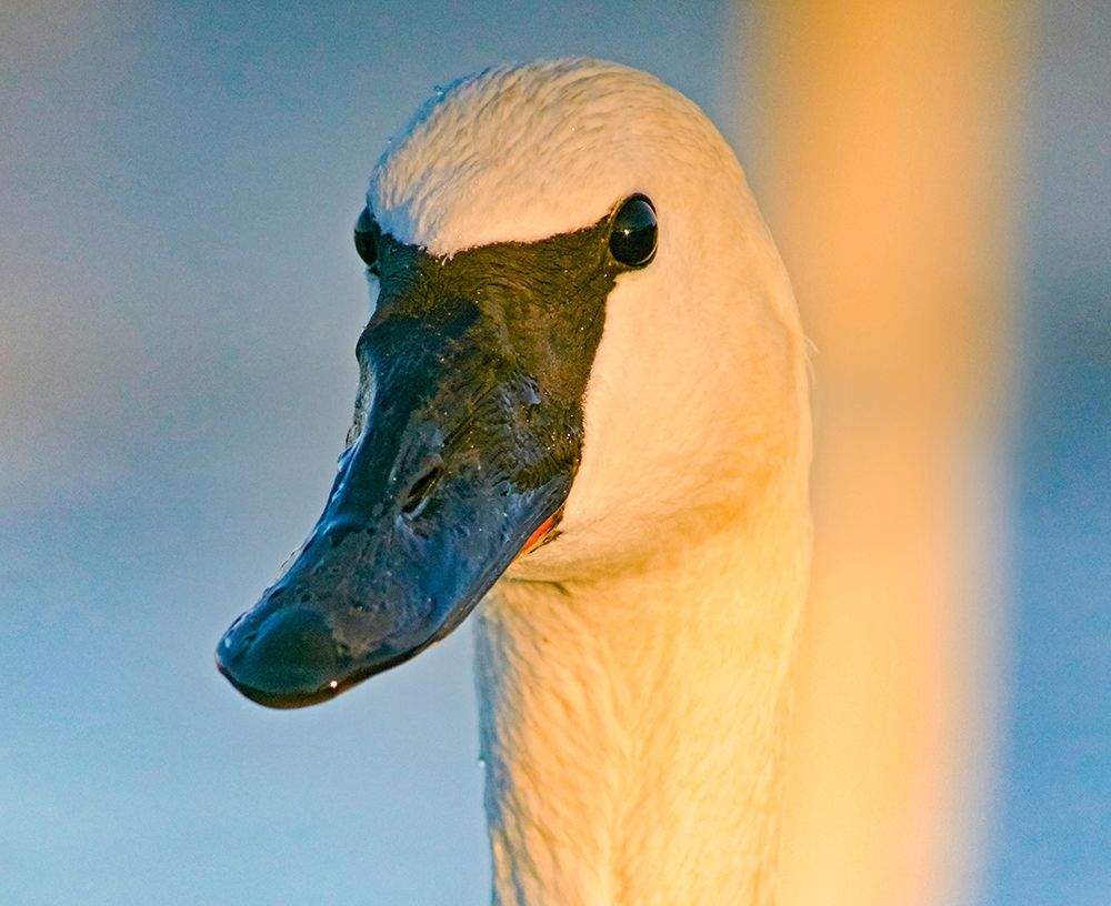 Trumpeter Swan-Magness Lake-Arkansas I art print by Tim Fitzharris for $57.95 CAD