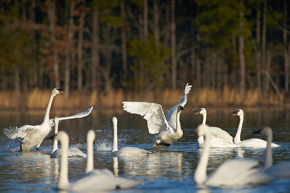 Trumpeter Swans Social Behaviour-Magness Lake-Arkansas art print by Tim Fitzharris for $57.95 CAD