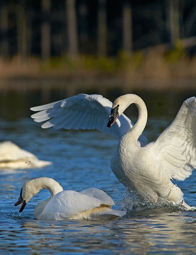 Trumpeter Swans Pair-Arkansas art print by Tim Fitzharris for $57.95 CAD