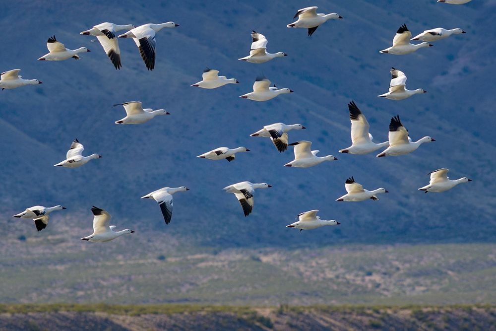 Snow Geese-Bosque del Apache National Wildlife Refuge-New Mexico II art print by Tim Fitzharris for $57.95 CAD