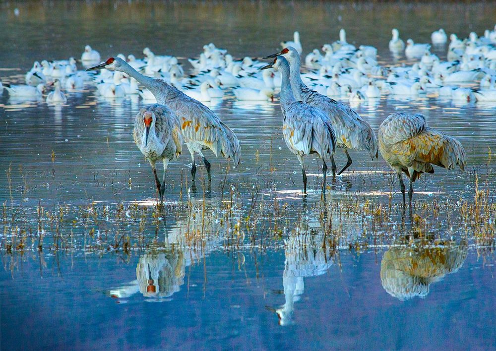 Sandhill Cranes-Bosque del Apache National Wildlife Refuge-New Mexico I art print by Tim Fitzharris for $57.95 CAD