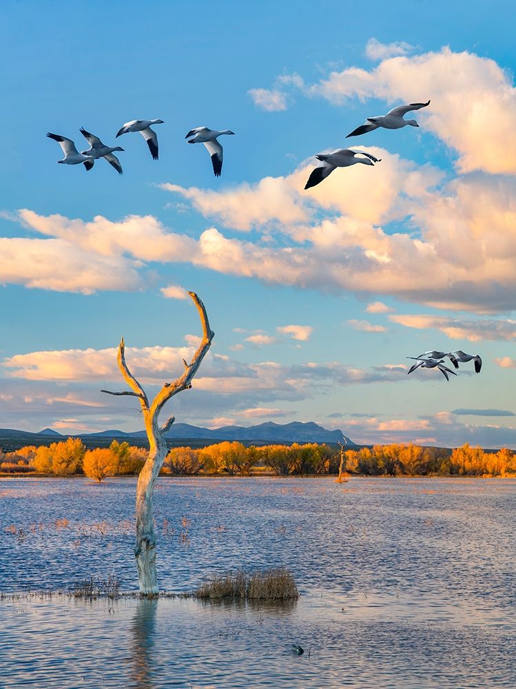Snow Geese-Bosque del Apache National Wildlife Refuge-New Mexico III art print by Tim Fitzharris for $57.95 CAD