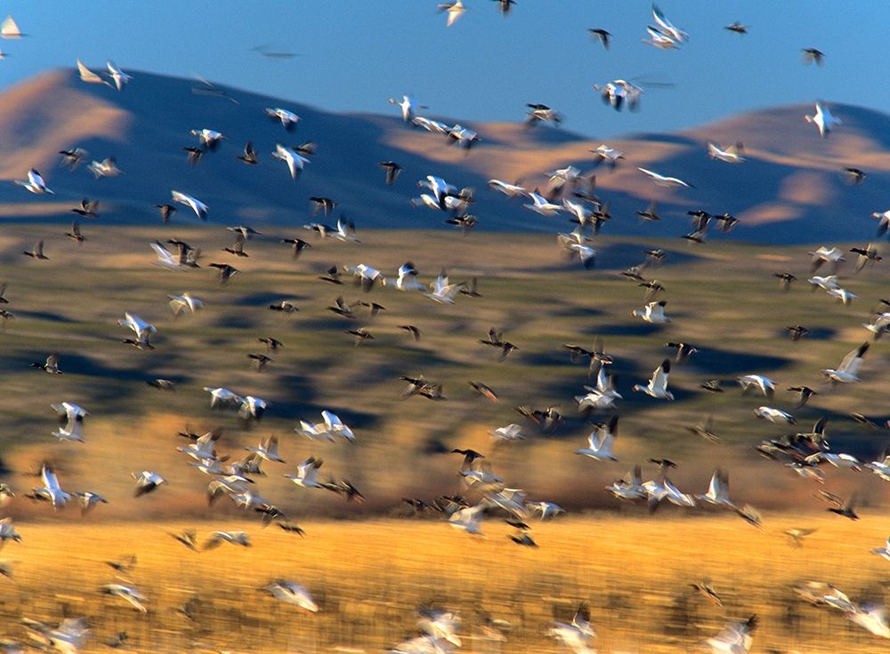 Snow Geese and Sandhill Cranes-Bosque del Apache National Wildlife Refuge-New Mexico art print by Tim Fitzharris for $57.95 CAD