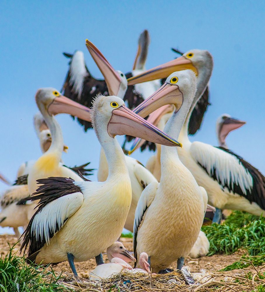 Australian Pelican Colony-Penguin Island-Australia I art print by Tim Fitzharris for $57.95 CAD