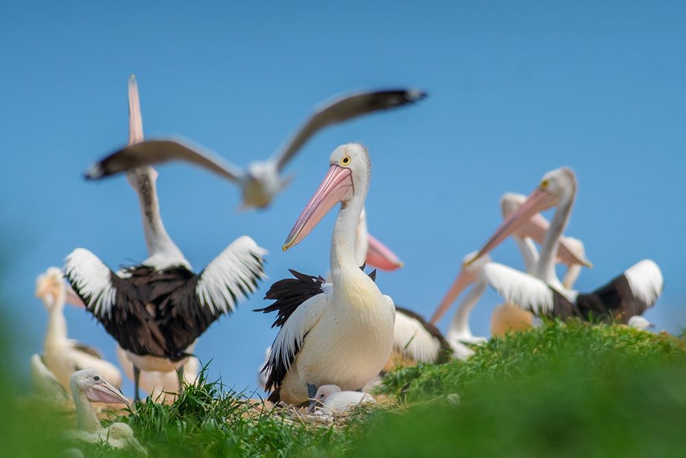 Australian Pelican Colony-Penguin Island-Australia II art print by Tim Fitzharris for $57.95 CAD