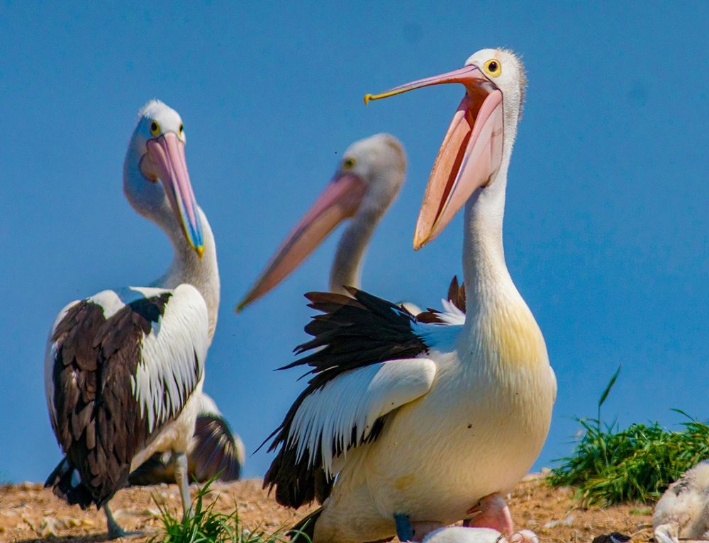 Australian Pelican Colony-Penguin Island-Australia III art print by Tim Fitzharris for $57.95 CAD