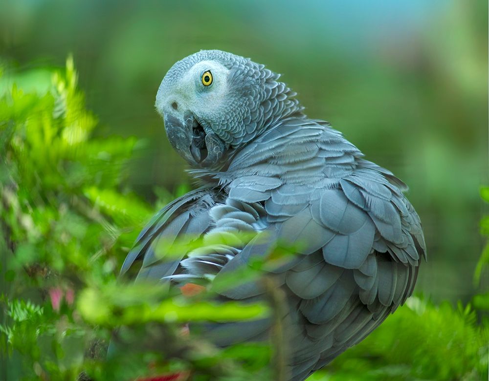 African Gray Parrot Portrait I art print by Tim Fitzharris for $57.95 CAD