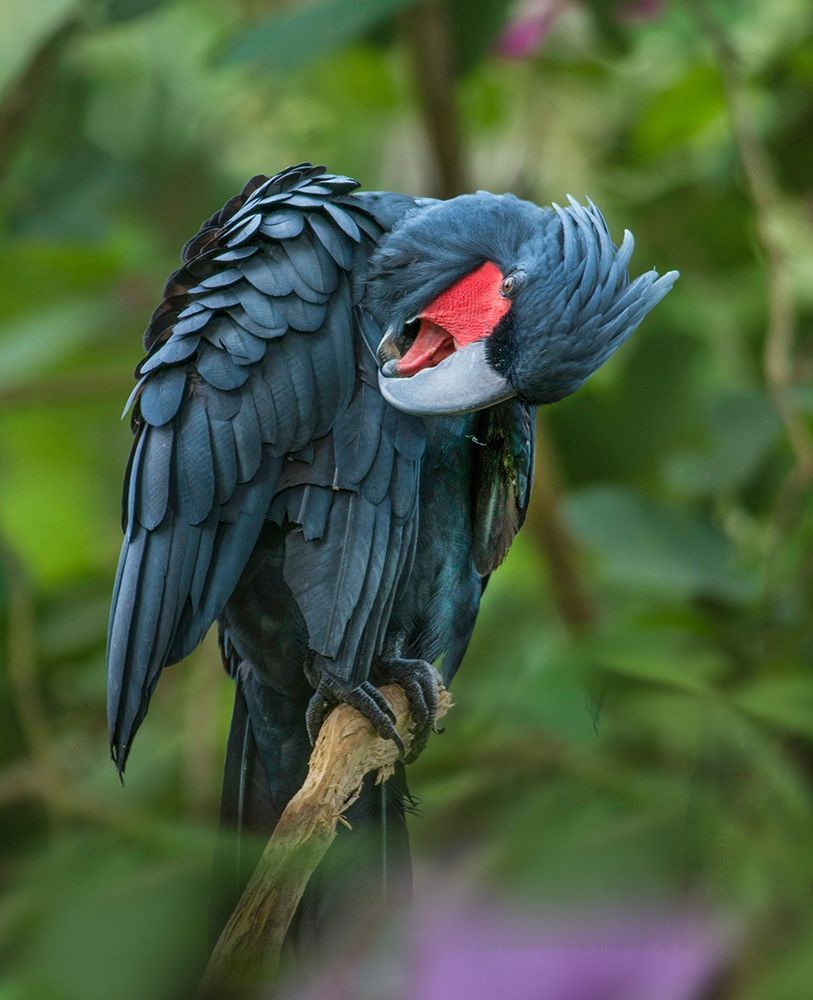 Black Palm Cockatoo-Indonesia art print by Tim Fitzharris for $57.95 CAD