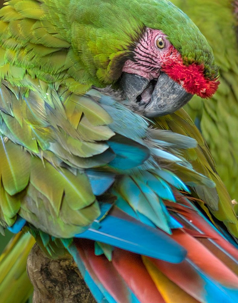 Blue Macaw Preening I art print by Tim Fitzharris for $57.95 CAD
