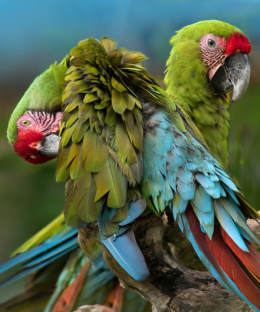 Blue Macaw Preening II art print by Tim Fitzharris for $57.95 CAD