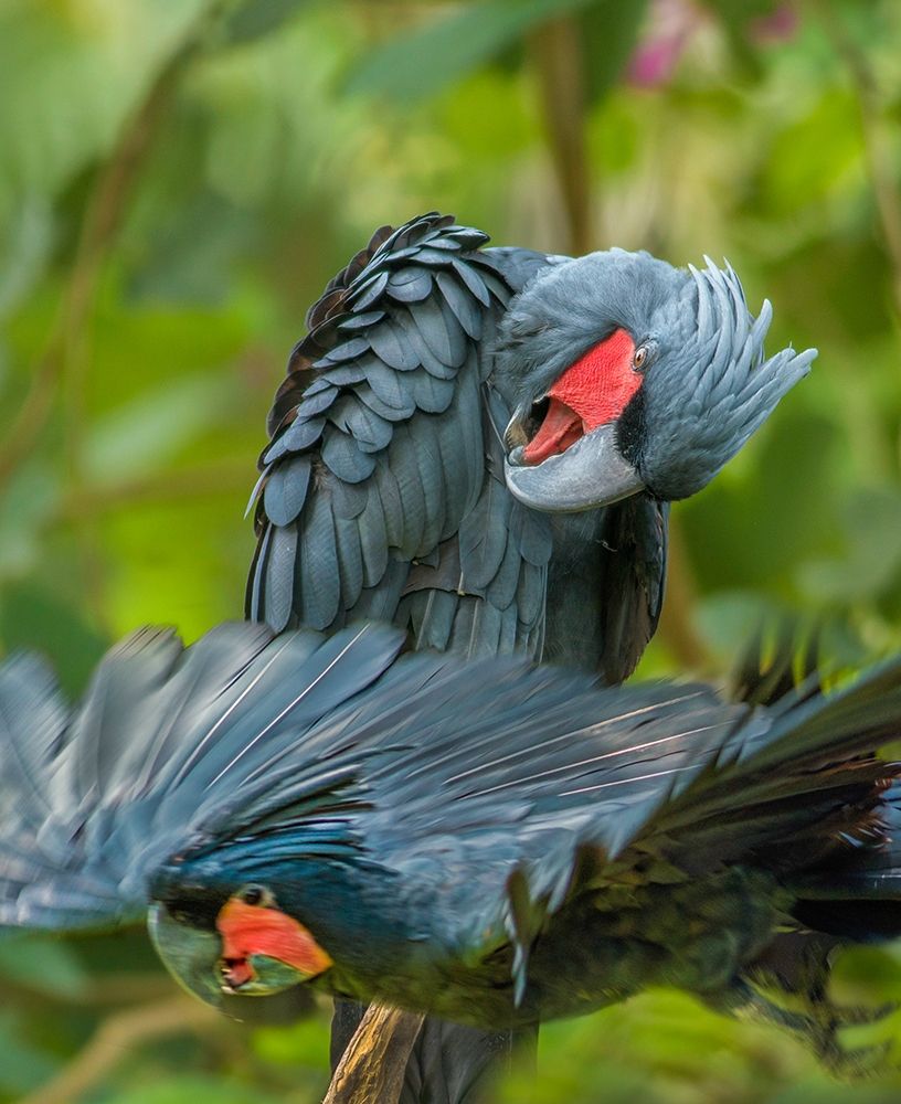 Giant Palm Cockatoos-Indonesia art print by Tim Fitzharris for $57.95 CAD