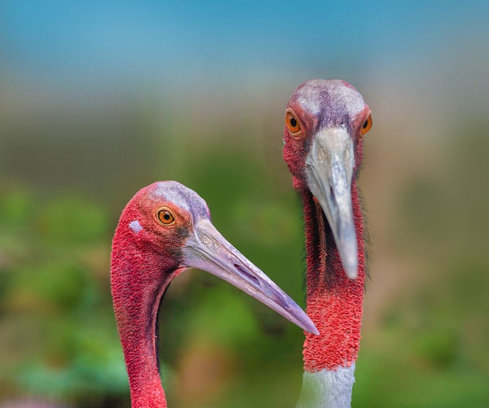 Indian Cranes art print by Tim Fitzharris for $57.95 CAD
