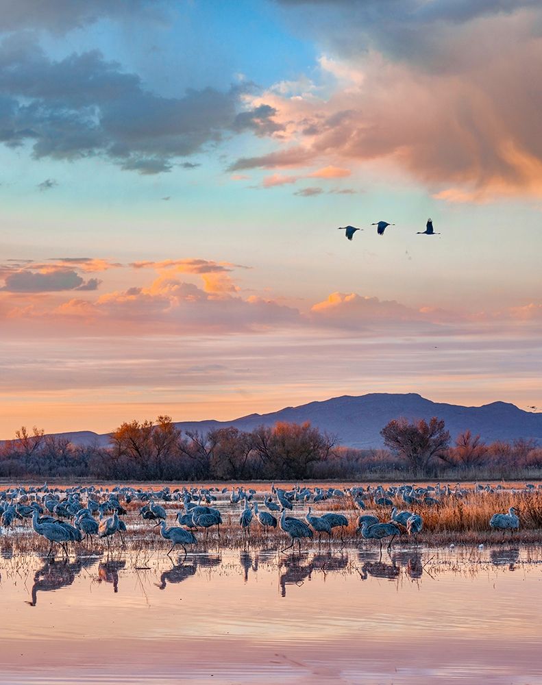 Sandhill Cranes-Bosque del Apache National Wildlife Refuge-New Mexico II art print by Tim Fitzharris for $57.95 CAD