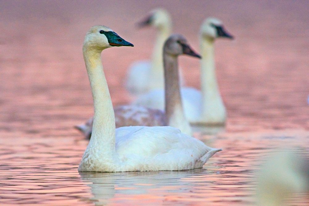 Trumpeter Swans at Twilight-Arkansas I art print by Tim Fitzharris for $57.95 CAD