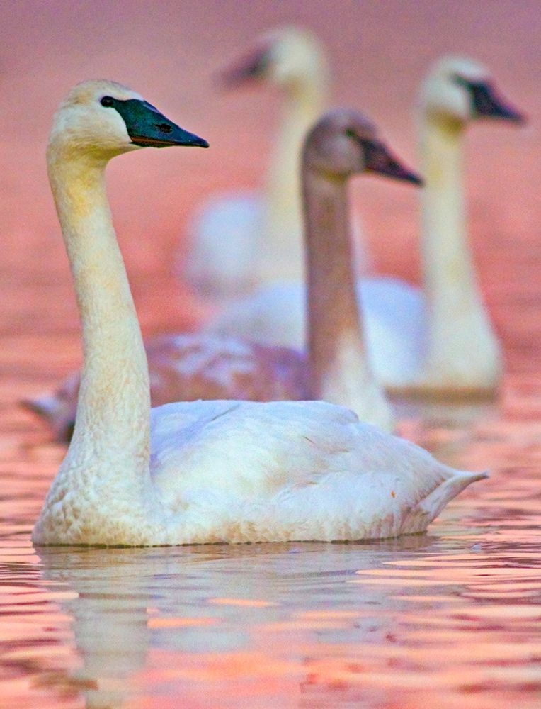 Trumpeter Swans at Twilight-Arkansas II art print by Tim Fitzharris for $57.95 CAD