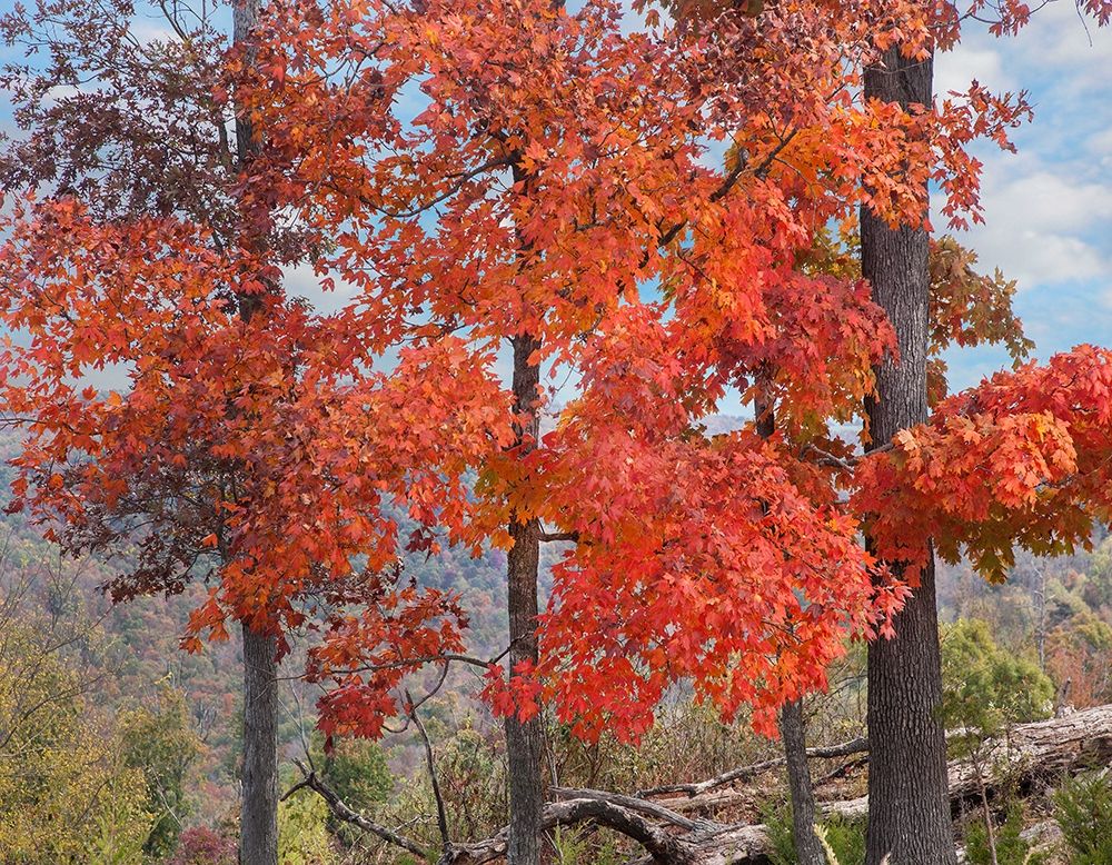 Red Maples-Ponca Wilderness-Arkansas art print by Tim Fitzharris for $57.95 CAD