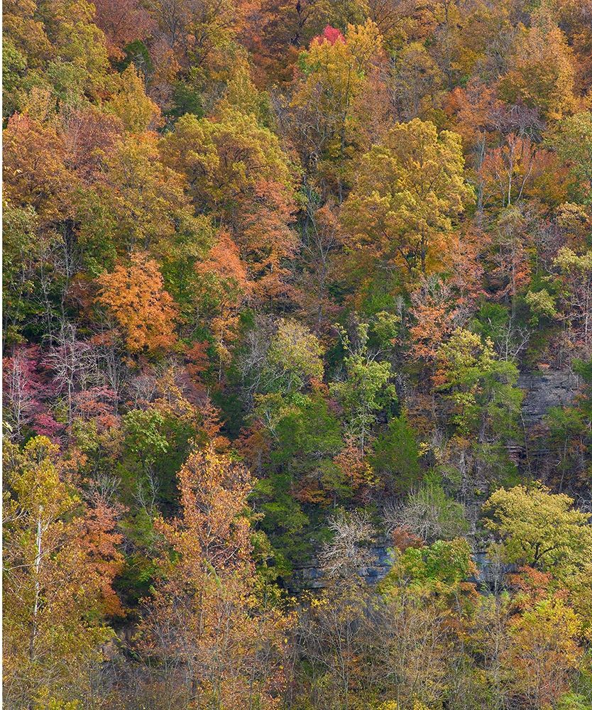 Boxley Valley-Buffalo National River-Arkansas art print by Tim Fitzharris for $57.95 CAD