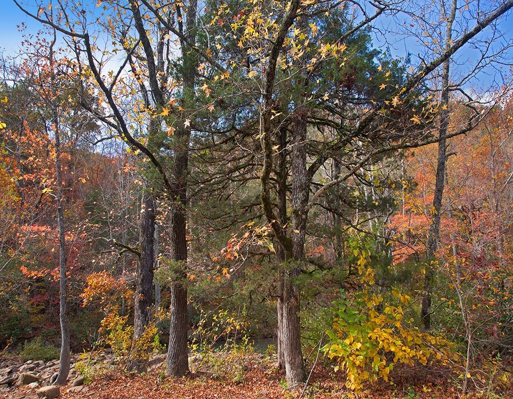 Ozark St Francis National Forest-Arkansas art print by Tim Fitzharris for $57.95 CAD
