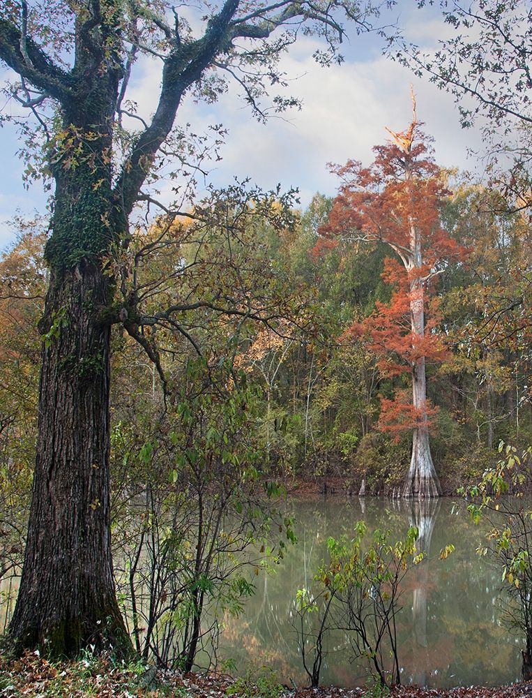 White River-White River National Wildlife Refuge-Arkansas art print by Tim Fitzharris for $57.95 CAD