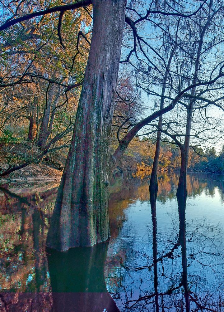 Suwanee River-Suwanee River State Park-Florida art print by Tim Fitzharris for $57.95 CAD