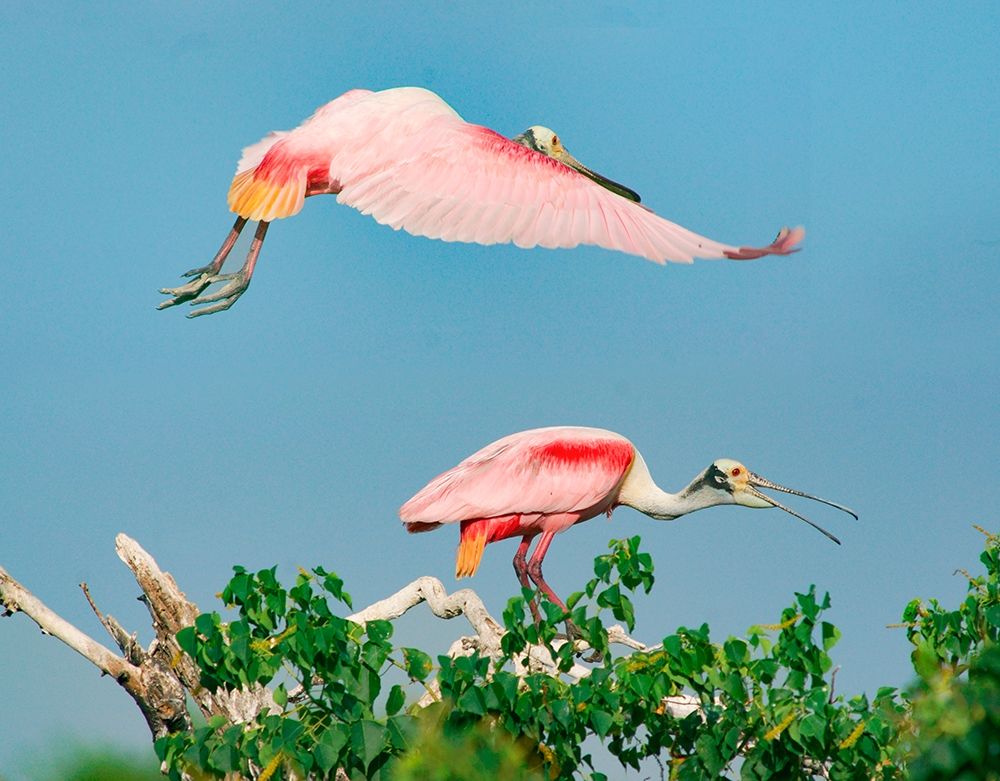 Roseate Spoonbills on nest-High Island-Texas USA art print by Tim Fitzharris for $57.95 CAD
