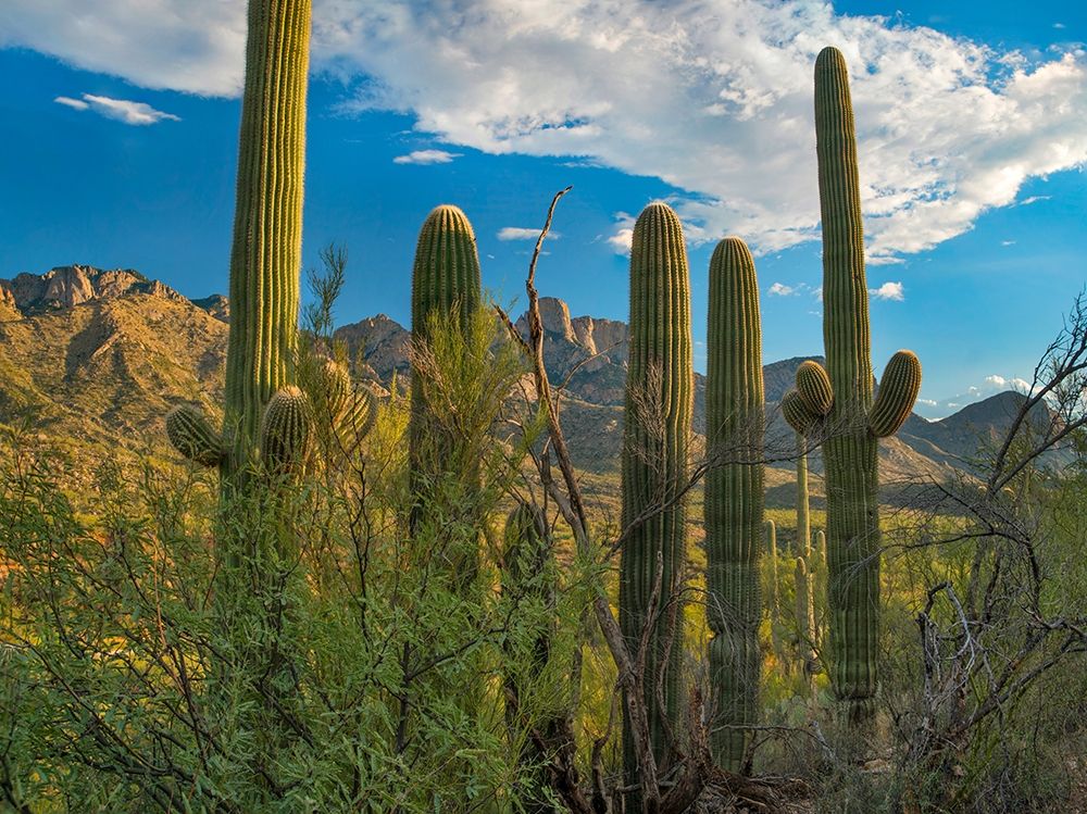 Saguaro Cacti and Santa Catalina Mountains at Catalina State Park-Arizona art print by Tim Fitzharris for $57.95 CAD