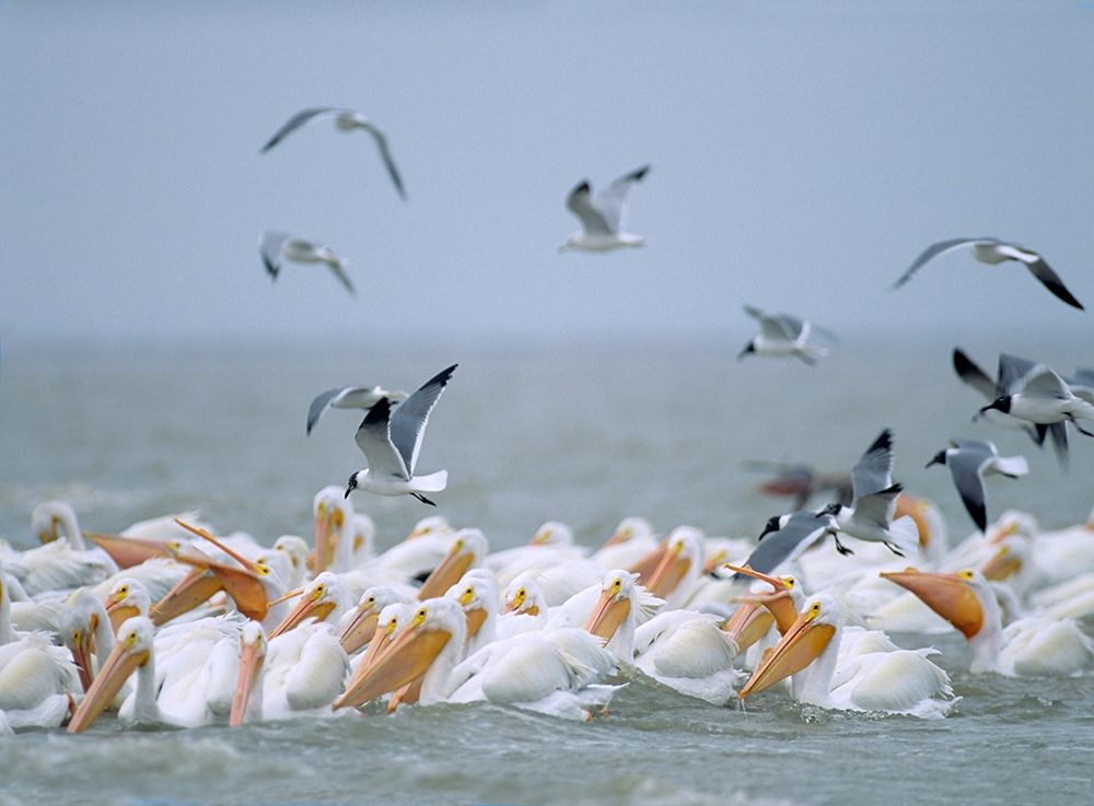 White Pelicans and Laughing Gulls-Galveston-Texas art print by Tim Fitzharris for $57.95 CAD