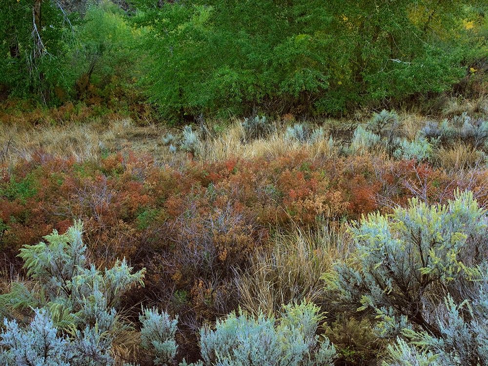 Challis National Forest Idaho art print by Tim Fitzharris for $57.95 CAD