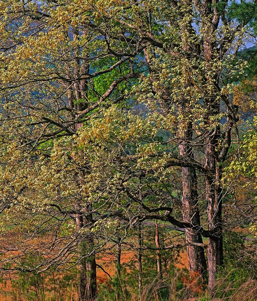 Cades Cove-Great Smoky Mountains National Park-Tennessee art print by Tim Fitzharris for $57.95 CAD
