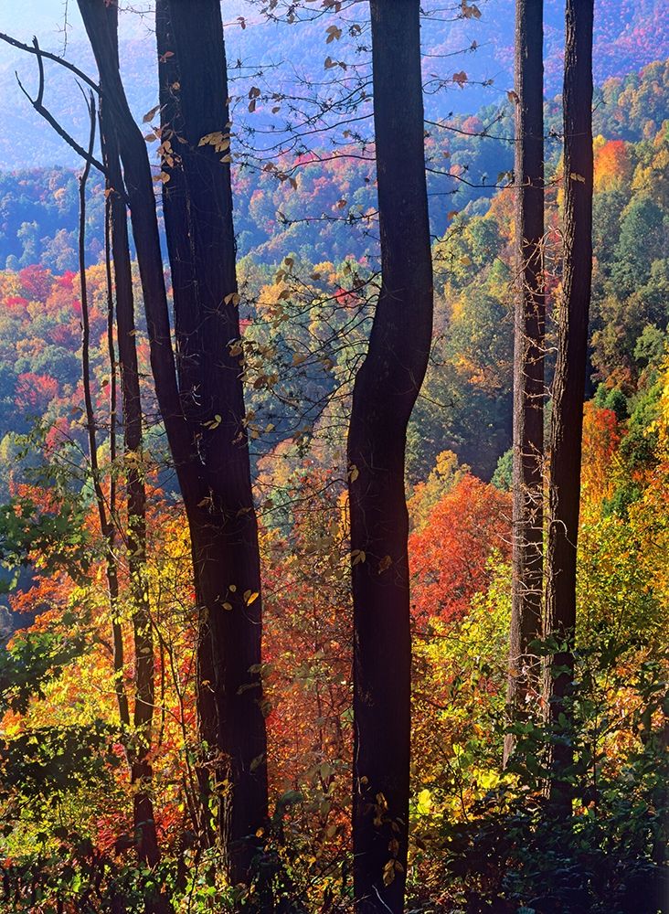 Blue Ridge Parkway near Deep Gap-North Carolina art print by Tim Fitzharris for $57.95 CAD