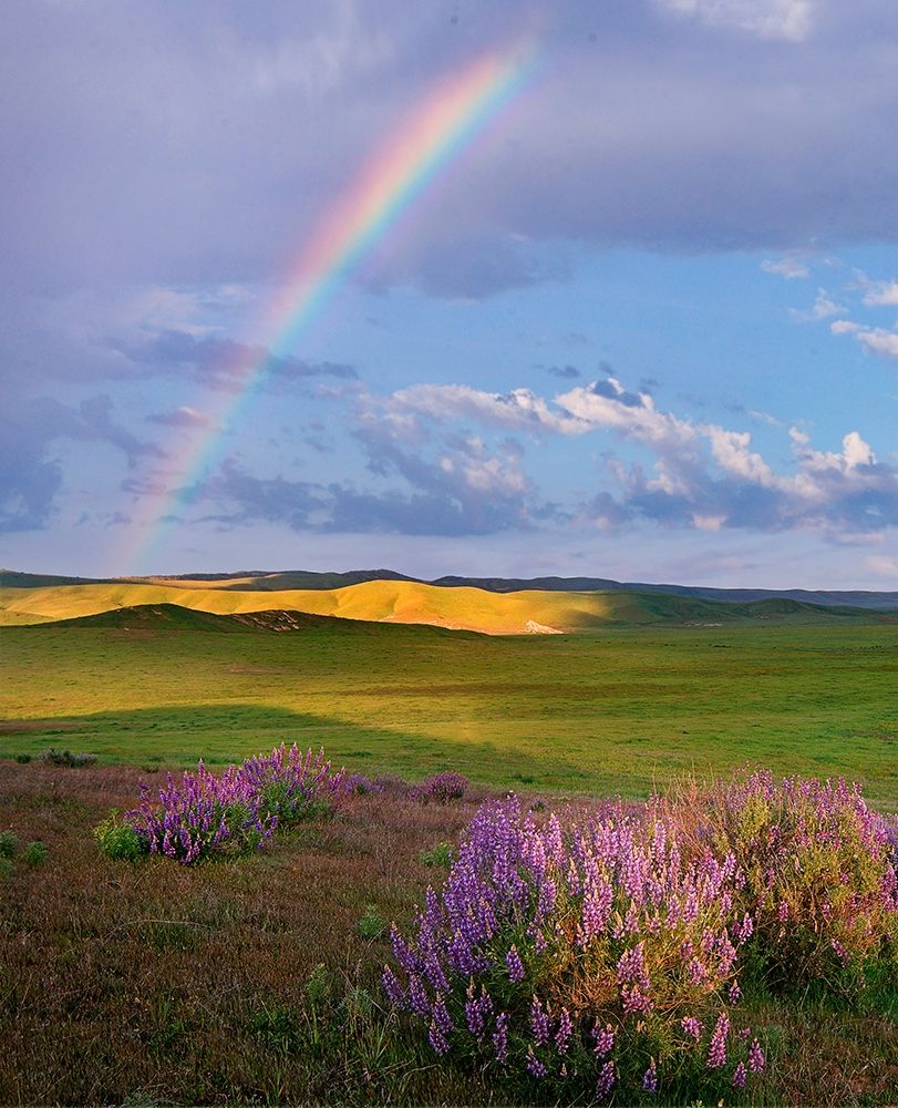 Giant lupines-Carrizo Plains National Monument-California art print by Tim Fitzharris for $57.95 CAD