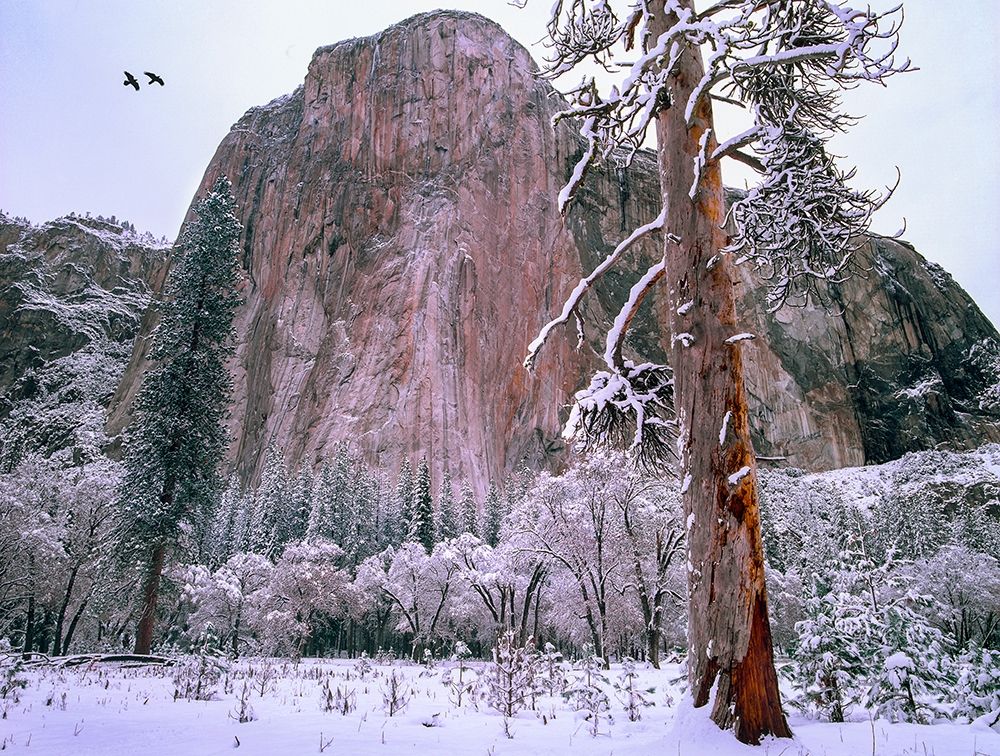 El Capitan in winter-Yosemite National Park-California art print by Tim Fitzharris for $57.95 CAD
