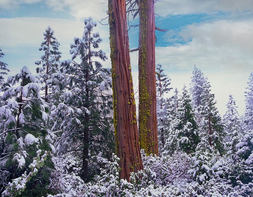 Sequoia Trees Mariposa Grove Yosemite National Park-California art print by Tim Fitzharris for $57.95 CAD