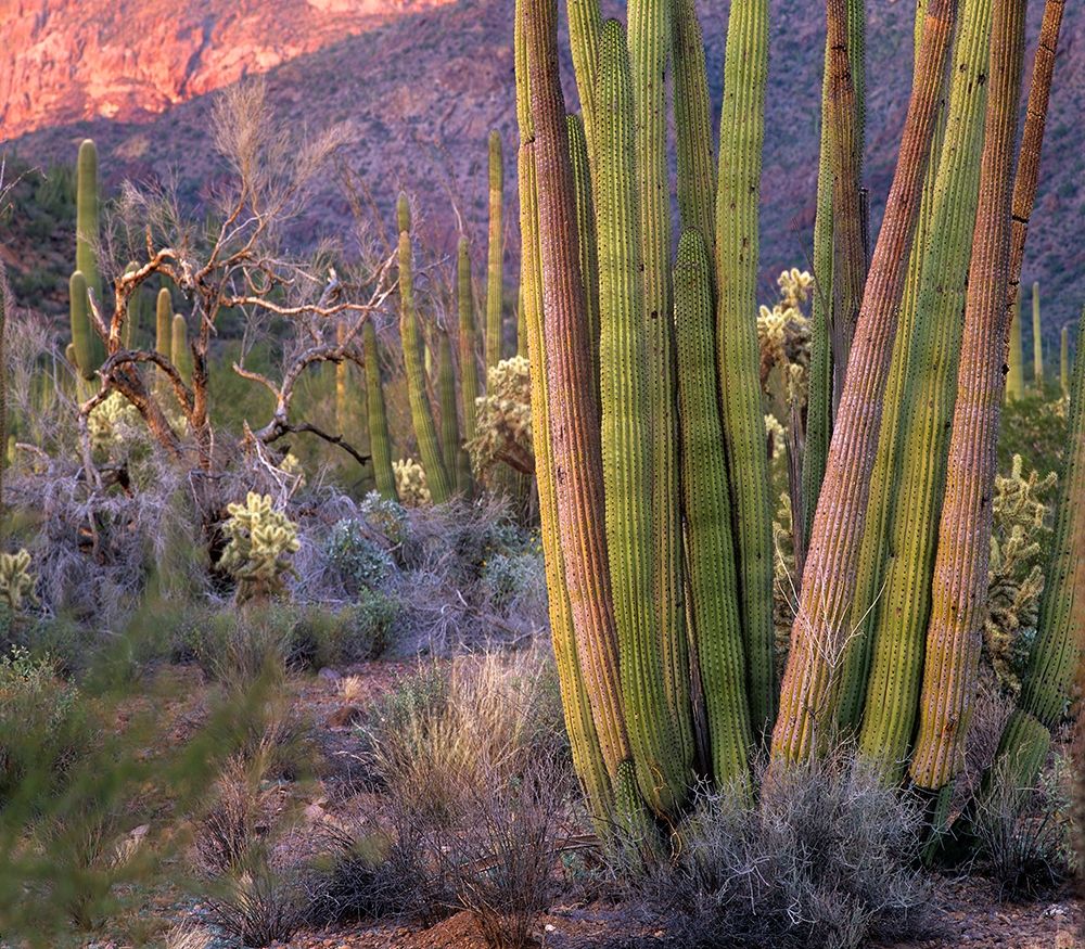 Organ Pipe Cactus National Monument-Arizona art print by Tim Fitzharris for $57.95 CAD