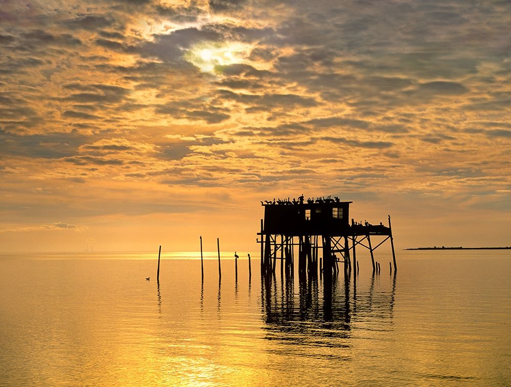 Pelicans-Cedar Key-Florida art print by Tim Fitzharris for $57.95 CAD