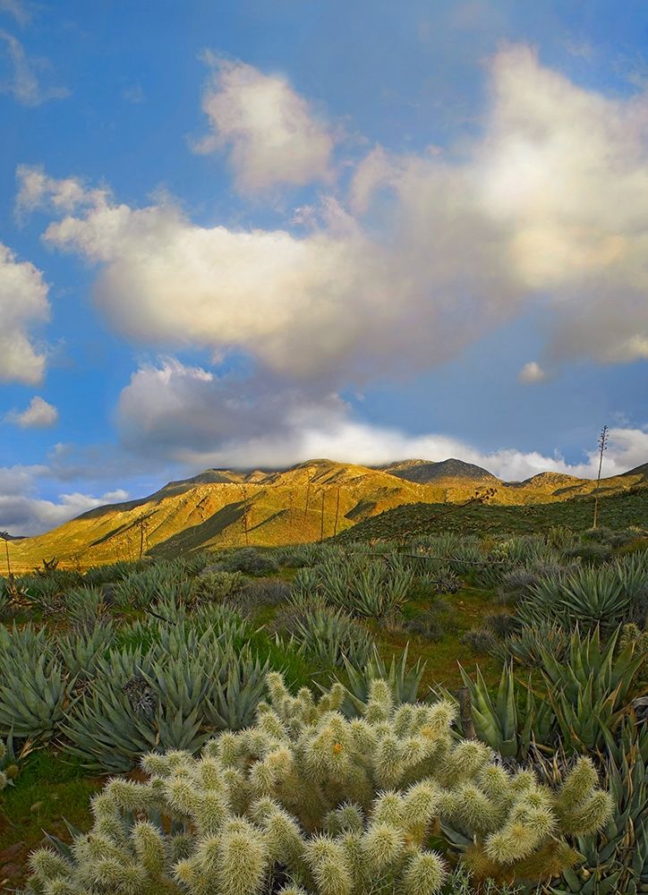 Cholla Cactus and Agaves-Mason Valley-California art print by Tim Fitzharris for $57.95 CAD